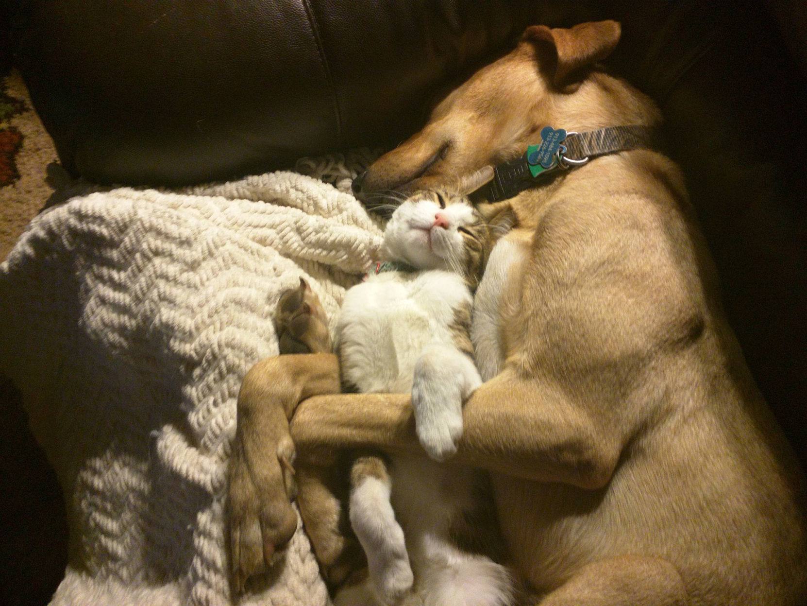 Dog vs. cat